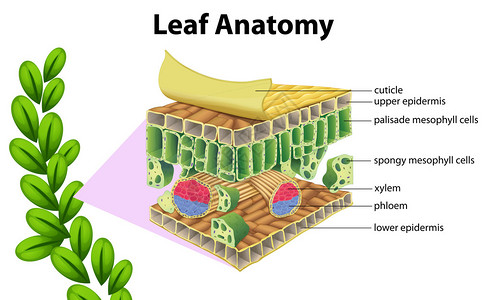 上部叶解剖插画