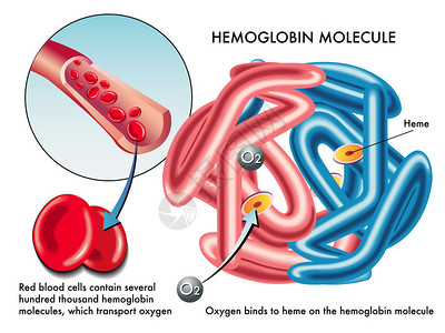 金额人类血红蛋白分子的结构插画