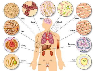 人体的解剖图片