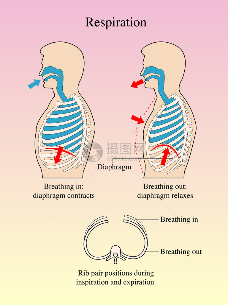 呼吸的图形表示形式图片