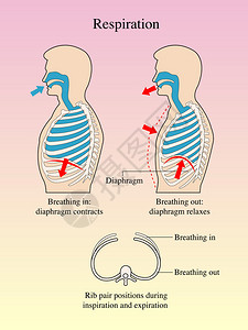呼吸的图形表示形式高清图片