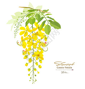 決明子泰国决明子瘘朵美丽的黄花泰国的国花插画