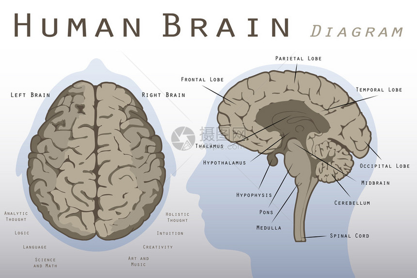 人脑图的插图图片