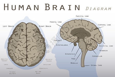 人脑图的插图背景图片