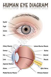 人眼图图片