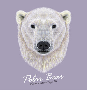 北极熊的矢量插图的肖像图片