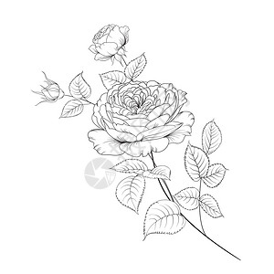 孤立在白色背景上的玫瑰花束玫瑰花束花与白色隔离一套漂亮的彩色图片