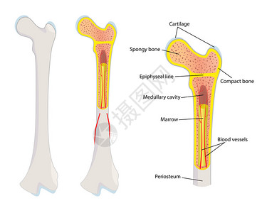 骨膜人体骨骼解剖矢量图插画