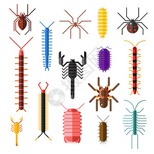 蜘蛛和蝎子有害的昆虫动物矢量卡通平面插画图片