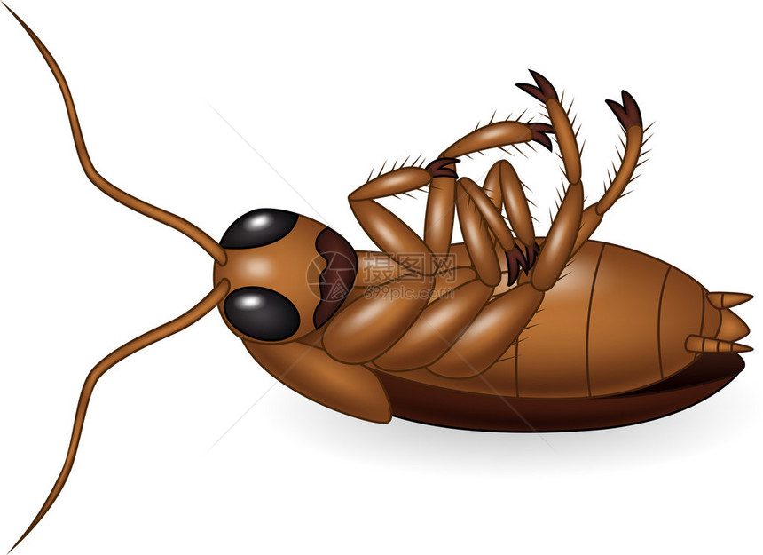 卡通死掉的蟑螂图片