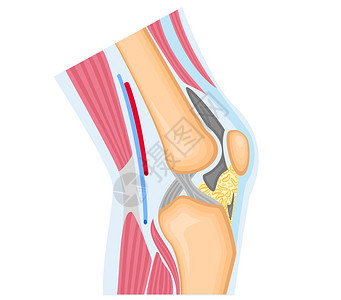 前腿骨白上隔离的膝插画