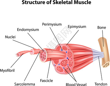 结构骨骼肌肉解剖插图背景图片