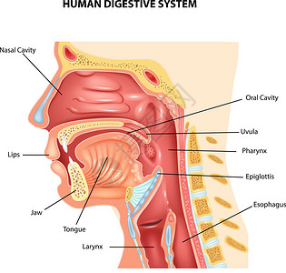 口咽部人体消化系统的插图插画