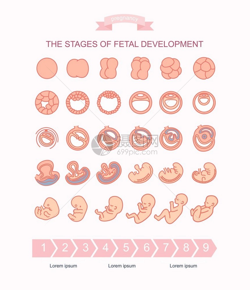 矢量插图胎儿发育阶段在白色背景上隔离怀孕胎儿从受精到出生的长发育图片