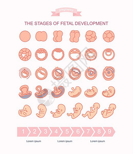 从胸部调情矢量插图胎儿发育阶段在白色背景上隔离怀孕胎儿从受精到出生的长发育插画