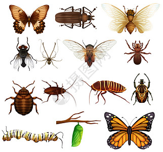不同种类的野生昆虫插图图片