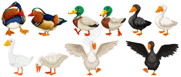 不同种类的鸭子和鹅插图图片