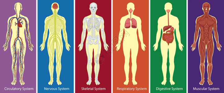 不同的人体图系统图片