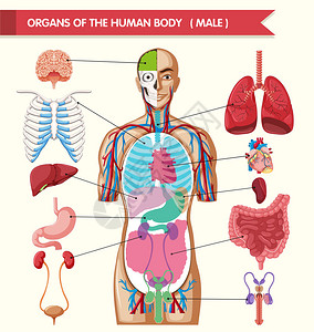 图表显示人体器官图片