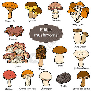 波多贝罗食用菌颜色组不同菌类的集合插画