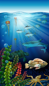 海洋动物生活在海洋之下背景图片