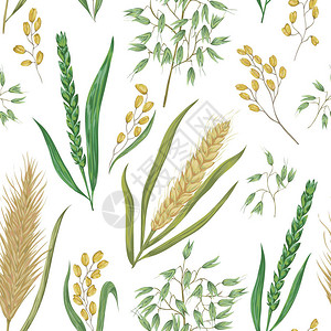 与谷物的无缝模式大麦小麦黑麦大米和燕麦收集装饰花艺设计元素孤立的元素水彩风格的背景图片
