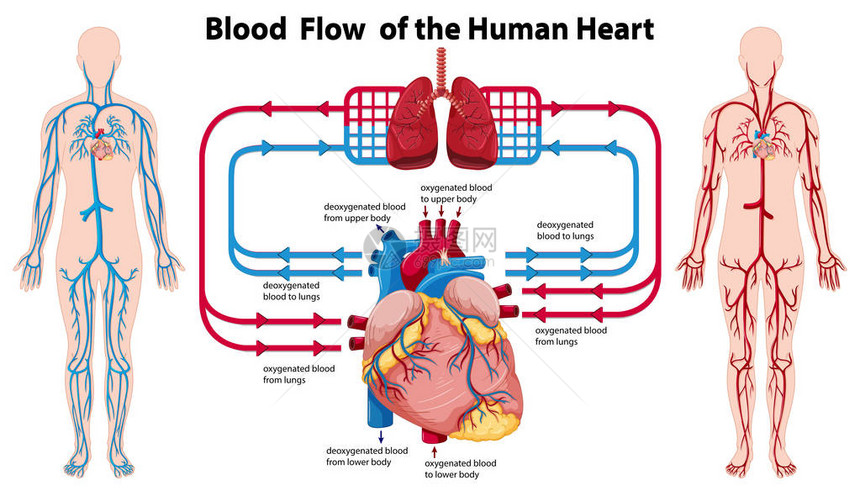 显示对人类心脏血流量图图片