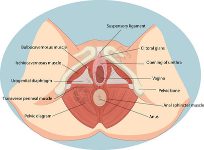 外阴女生殖肌肉解剖矢量图插画