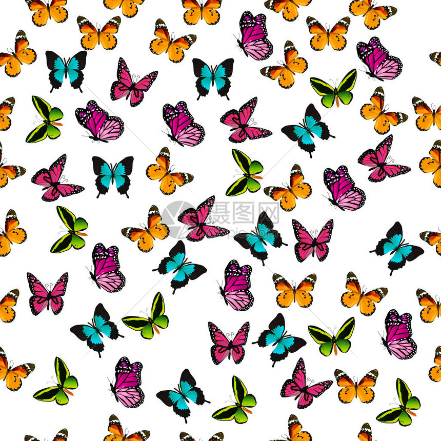 色彩鲜艳的蝴蝶的插图图片