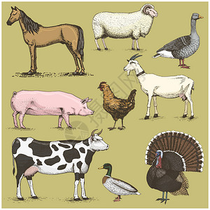 农牧业动物包括马羊牛山羊火鸡猪鹅背景图片