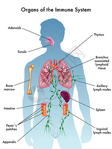 阑尾免疫器官插画