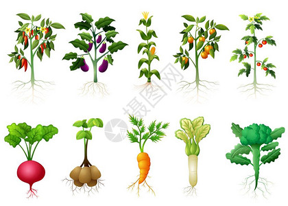 许多种类的蔬菜植物的矢量插图图片