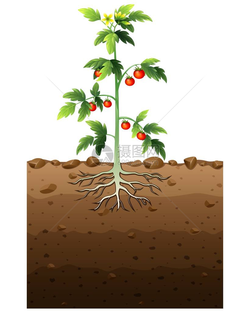 番茄植物的病媒图解与根地下图解图片