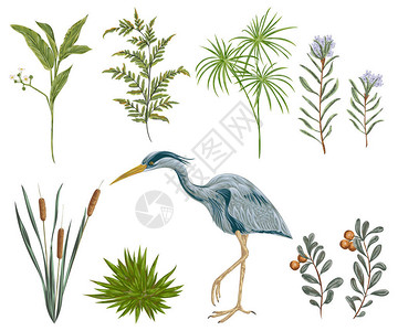 草本养肤海隆鸟和沼泽植物沼养动植物群孤立元素水色风格的象形插画