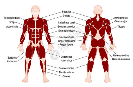 前路肌肉图表描述肌肉发达的身体人插画
