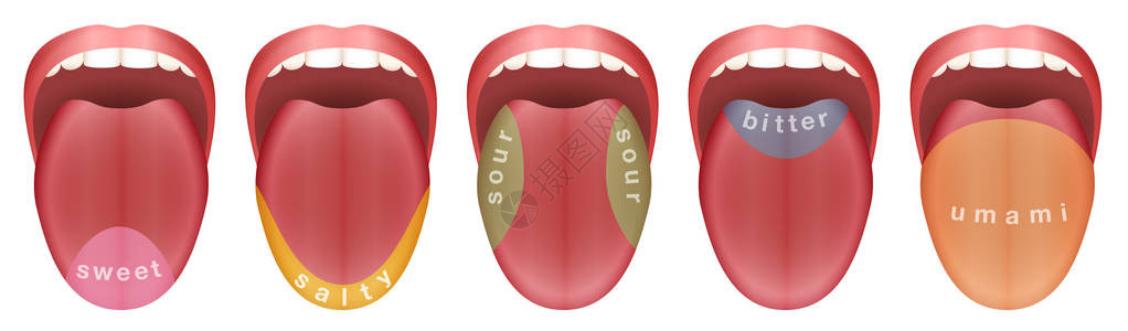 谷氨酸舌头有五个味蕾区甜咸酸苦和白色背景的插画