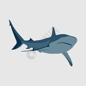 奥西娅上一个白色的背景鲨鱼攻击在奥西危险的鲨鱼插画