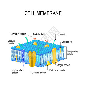 细胞膜矢量图片