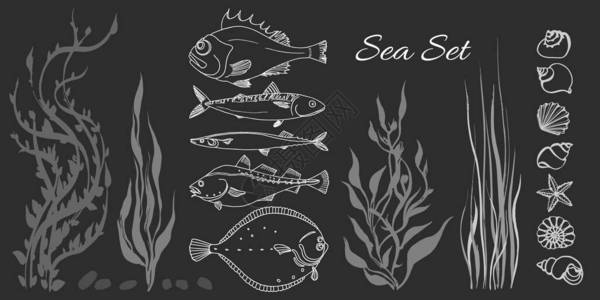 一套白色的海鱼海藻黑色背景的贝壳鲈鱼鳕鱼鲭鱼比目鱼saira矢量涂鸦插图被隔离和分背景图片