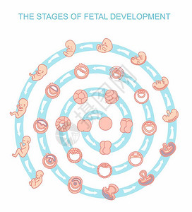 从胸部调情矢量插图胎儿发育阶段在白色背景上隔离怀孕胎儿从受精到出生的长发育插画