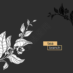 人工林白支茶树叶子和花的模板矢量图插画