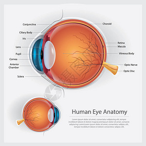 人眼解剖矢量图背景图片