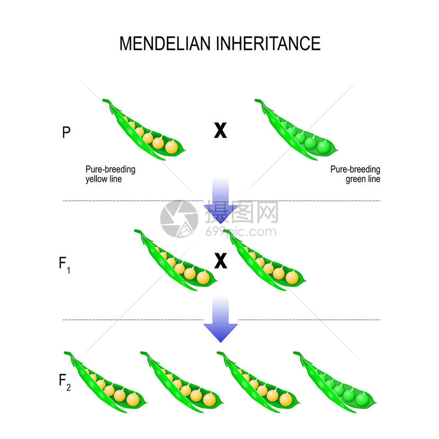 孟德尔遗传孟德尔定律模型图片