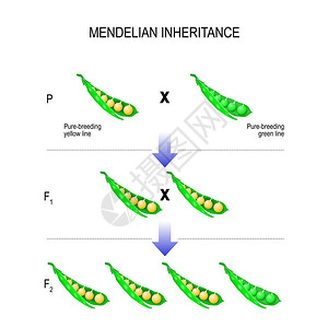 孟德尔遗传孟德尔定律模型插画
