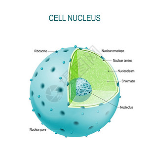 细胞核的组成部分高清图片
