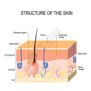 皮脂腺和汗腺皮肤层高清图片