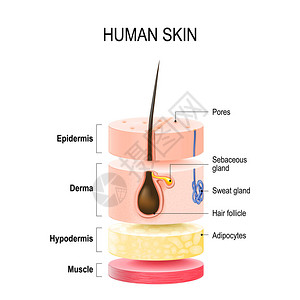 具有毛囊汗液和皮脂腺的人体皮肤层表皮真皮下组织和肌肉组织用于您的设计和医疗用背景图片