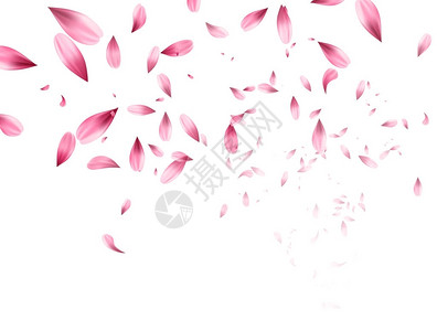 粉红沙库拉坠落的花瓣背景矢量插图图片