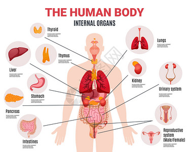 肠癌人体内脏图表海报插画