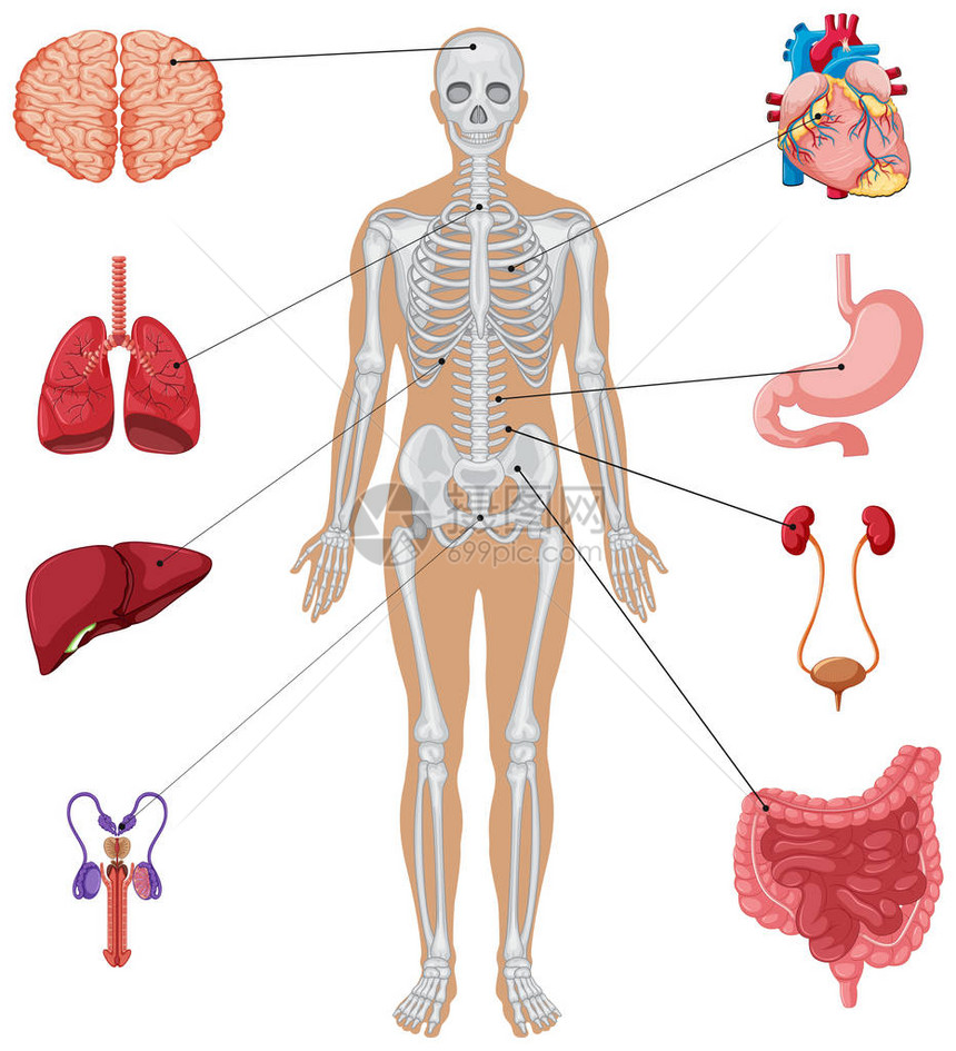 白色背景上的人体器官图片